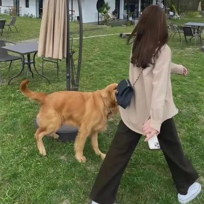龙种